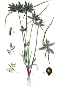 yellow flatsedge