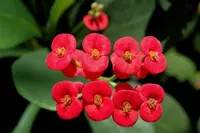 Crown-of-thorns (Euphorbia milii) plant