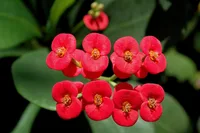Crown-of-thorns