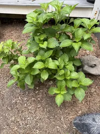 Bigleaf Hydrangea photo by a Botan App user
