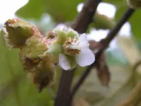 Rusty-haired Raspberry (Rubus reflexus) plant