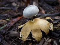 Beaked Earthstar