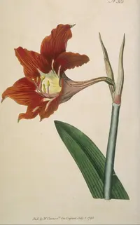 Barbados lily