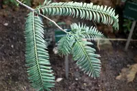 New Caledonia retrophyllum