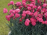 Dianthus caryophyllus