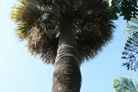 Cordyline australis