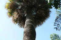 Cordyline australis