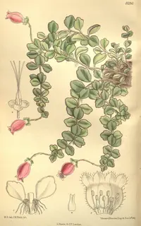 Kalanchoe uniflora