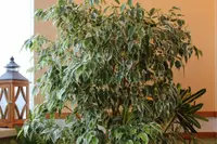 Weeping Fig (Ficus benjamina) plant