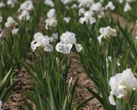 Iris 'Immortality' blooms