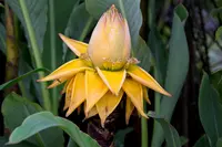 golden lotus banana