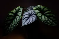 Jewel Alocasia