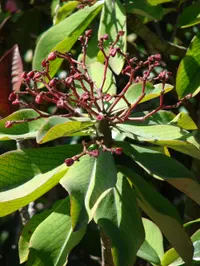 African milkbush