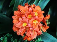 Bush Lily