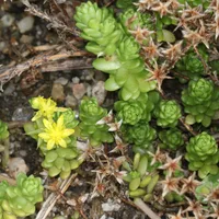 Tokyo Sun (Sedum japonicum) plant