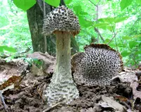 Gunpowder Amanita (Amanita onusta) plant