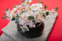 Gardenia in the pot