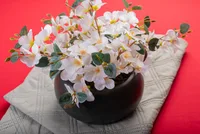 Gardenia in the pot