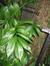 Creeping philodendron (Rhaphidophora decursiva) plant