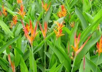 Heliconia psittacorum