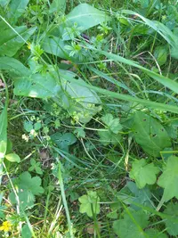 Alchemilla baltica