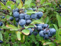 blackthorn (Prunus spinosa) plant