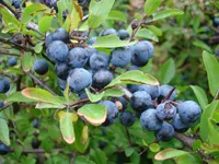 blackthorn (Prunus spinosa) plant