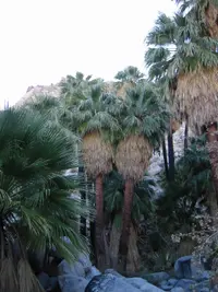 California fan palm (Washingtonia filifera) plant