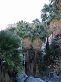 California fan palm (Washingtonia filifera) plant