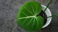 Philodendron gloriosum leaves