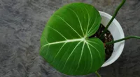 Philodendron gloriosum leaves