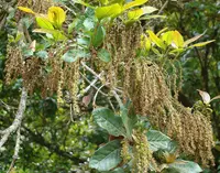 Microdesmia arborea