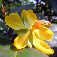 Mickey Mouse bush