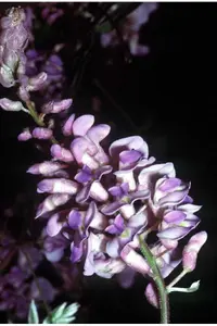 American wisteria (Wisteria frutescens) plant
