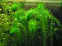 Elodea densa