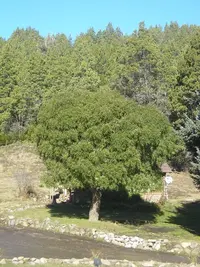 mayten (Maytenus boaria) plant
