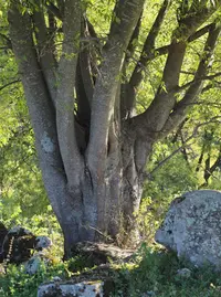 Nettle Tree