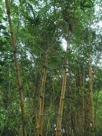 common bamboo