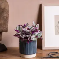 Inch Plant (Tradescantia cerinthoides 'Nanouk') plant