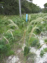 soft speargrass