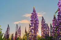Liriope muscari blooms