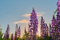 Liriope muscari blooms
