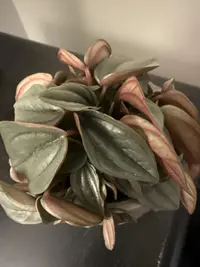 Emerald-Ripple Peperomia photo by a Botan App user