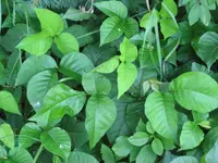 poison ivy (Toxicodendron radicans) plant