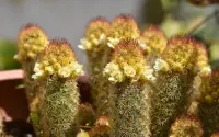 Mammillaria elongata