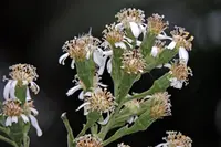 Dendrophorbium peregrinum