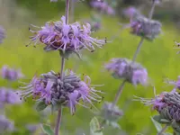 San Luis purple sage