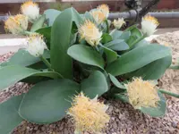 Haemanthus albiflos