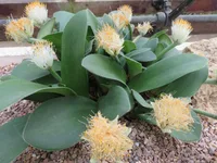 Haemanthus albiflos