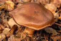 cinnamon webcap
